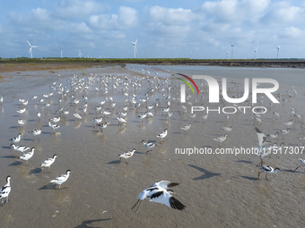 The first migratory anti-billed Snipes are seen at the Tiaozini wetland in Yancheng, China, on August 25, 2024. (