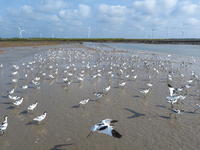 The first migratory anti-billed Snipes are seen at the Tiaozini wetland in Yancheng, China, on August 25, 2024. (