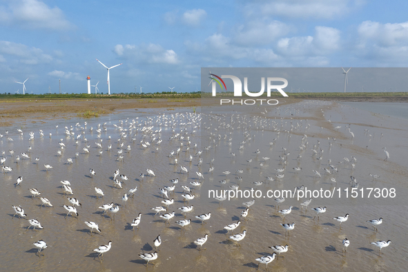 The first migratory anti-billed Snipes are seen at the Tiaozini wetland in Yancheng, China, on August 25, 2024. 