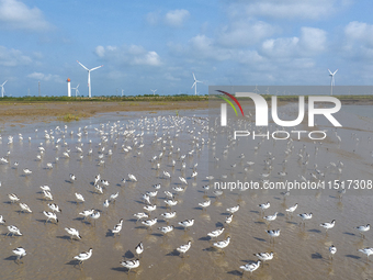 The first migratory anti-billed Snipes are seen at the Tiaozini wetland in Yancheng, China, on August 25, 2024. (