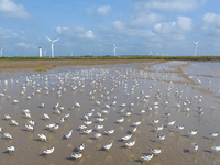 The first migratory anti-billed Snipes are seen at the Tiaozini wetland in Yancheng, China, on August 25, 2024. (