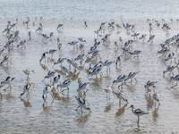 The first migratory anti-billed Snipes are seen at the Tiaozini wetland in Yancheng, China, on August 25, 2024. (