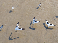 The first migratory anti-billed Snipes are seen at the Tiaozini wetland in Yancheng, China, on August 25, 2024. (