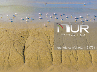 The first migratory anti-billed Snipes are seen at the Tiaozini wetland in Yancheng, China, on August 25, 2024. (