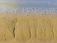 The first migratory anti-billed Snipes are seen at the Tiaozini wetland in Yancheng, China, on August 25, 2024. (