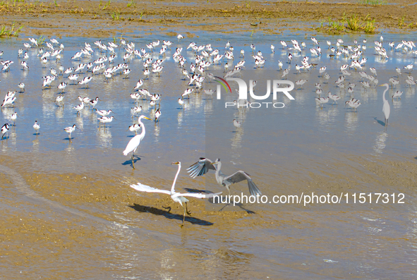 The first migratory anti-billed Snipes are seen at the Tiaozini wetland in Yancheng, China, on August 25, 2024. 