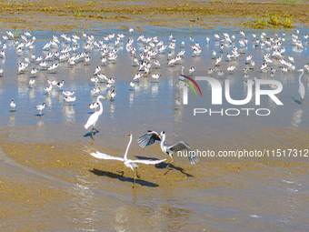 The first migratory anti-billed Snipes are seen at the Tiaozini wetland in Yancheng, China, on August 25, 2024. (