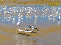 The first migratory anti-billed Snipes are seen at the Tiaozini wetland in Yancheng, China, on August 25, 2024. (