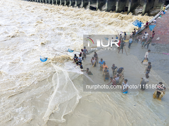 Fishermen and common people fish with handmade nets on the banks of the Feni River, ignoring the strong flow of floodwater along the Muhuri...