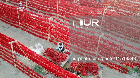 Farmers dry chili peppers in the sun in Bayingolin Mongolian Autonomous Prefecture, Xinjiang province, China, on August 27, 2024. 