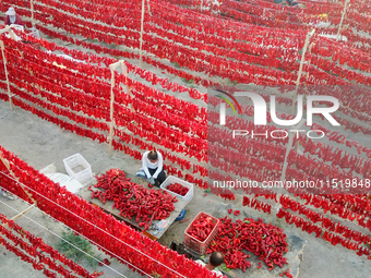 Farmers dry chili peppers in the sun in Bayingolin Mongolian Autonomous Prefecture, Xinjiang province, China, on August 27, 2024. (