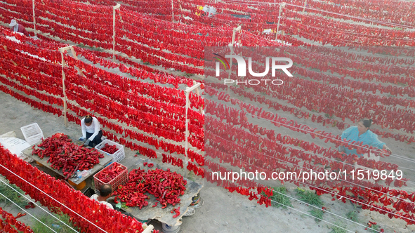 Farmers dry chili peppers in the sun in Bayingolin Mongolian Autonomous Prefecture, Xinjiang province, China, on August 27, 2024. 