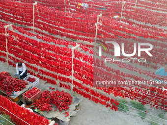 Farmers dry chili peppers in the sun in Bayingolin Mongolian Autonomous Prefecture, Xinjiang province, China, on August 27, 2024. (