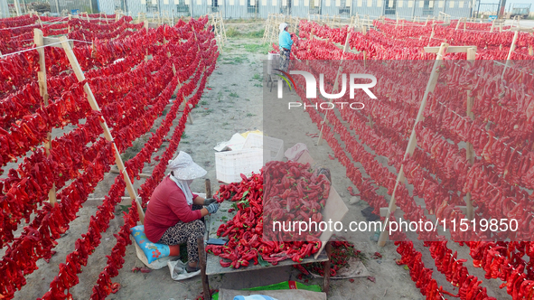 Farmers dry chili peppers in the sun in Bayingolin Mongolian Autonomous Prefecture, Xinjiang province, China, on August 27, 2024. 