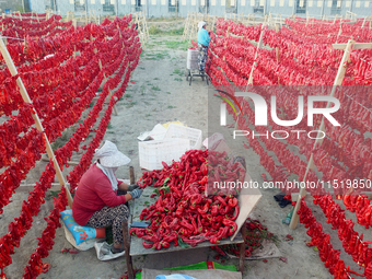 Farmers dry chili peppers in the sun in Bayingolin Mongolian Autonomous Prefecture, Xinjiang province, China, on August 27, 2024. (