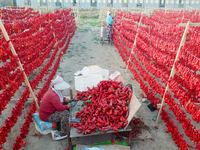 Farmers dry chili peppers in the sun in Bayingolin Mongolian Autonomous Prefecture, Xinjiang province, China, on August 27, 2024. (