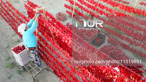 Farmers dry chili peppers in the sun in Bayingolin Mongolian Autonomous Prefecture, Xinjiang province, China, on August 27, 2024. 