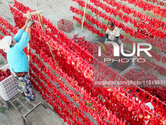 Farmers dry chili peppers in the sun in Bayingolin Mongolian Autonomous Prefecture, Xinjiang province, China, on August 27, 2024. (