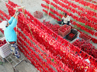 Farmers dry chili peppers in the sun in Bayingolin Mongolian Autonomous Prefecture, Xinjiang province, China, on August 27, 2024. (