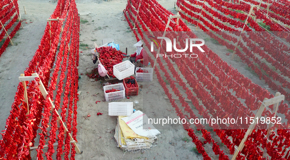 Farmers dry chili peppers in the sun in Bayingolin Mongolian Autonomous Prefecture, Xinjiang province, China, on August 27, 2024. 