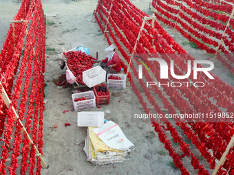 Farmers dry chili peppers in the sun in Bayingolin Mongolian Autonomous Prefecture, Xinjiang province, China, on August 27, 2024. (