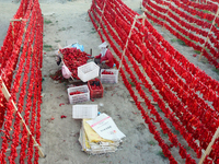 Farmers dry chili peppers in the sun in Bayingolin Mongolian Autonomous Prefecture, Xinjiang province, China, on August 27, 2024. (