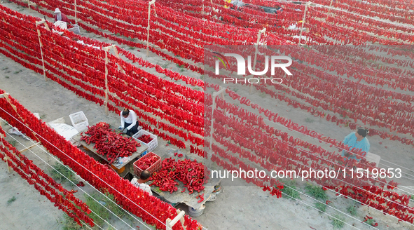 Farmers dry chili peppers in the sun in Bayingolin Mongolian Autonomous Prefecture, Xinjiang province, China, on August 27, 2024. 