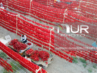 Farmers dry chili peppers in the sun in Bayingolin Mongolian Autonomous Prefecture, Xinjiang province, China, on August 27, 2024. (