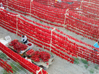 Farmers dry chili peppers in the sun in Bayingolin Mongolian Autonomous Prefecture, Xinjiang province, China, on August 27, 2024. (