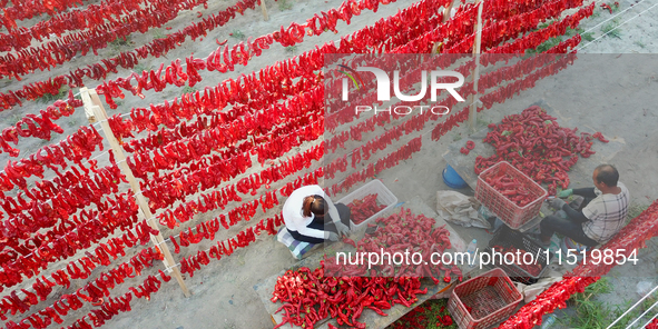 Farmers dry chili peppers in the sun in Bayingolin Mongolian Autonomous Prefecture, Xinjiang province, China, on August 27, 2024. 