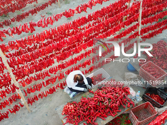 Farmers dry chili peppers in the sun in Bayingolin Mongolian Autonomous Prefecture, Xinjiang province, China, on August 27, 2024. (