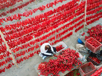 Farmers dry chili peppers in the sun in Bayingolin Mongolian Autonomous Prefecture, Xinjiang province, China, on August 27, 2024. (