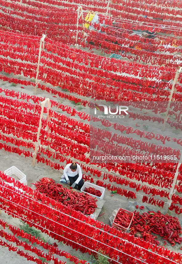 Farmers dry chili peppers in the sun in Bayingolin Mongolian Autonomous Prefecture, Xinjiang province, China, on August 27, 2024. 