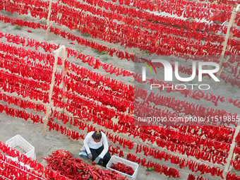 Farmers dry chili peppers in the sun in Bayingolin Mongolian Autonomous Prefecture, Xinjiang province, China, on August 27, 2024. (