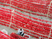 Farmers dry chili peppers in the sun in Bayingolin Mongolian Autonomous Prefecture, Xinjiang province, China, on August 27, 2024. (