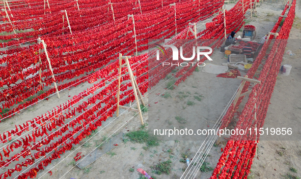 Farmers dry chili peppers in the sun in Bayingolin Mongolian Autonomous Prefecture, Xinjiang province, China, on August 27, 2024. 