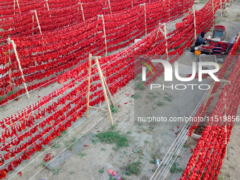 Farmers dry chili peppers in the sun in Bayingolin Mongolian Autonomous Prefecture, Xinjiang province, China, on August 27, 2024. (