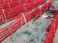 Farmers dry chili peppers in the sun in Bayingolin Mongolian Autonomous Prefecture, Xinjiang province, China, on August 27, 2024. (