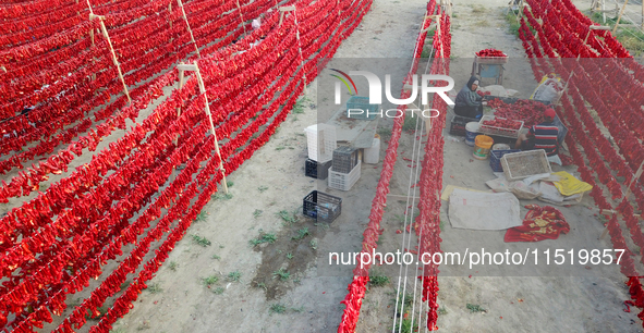 Farmers dry chili peppers in the sun in Bayingolin Mongolian Autonomous Prefecture, Xinjiang province, China, on August 27, 2024. 