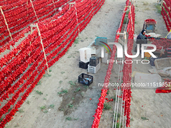 Farmers dry chili peppers in the sun in Bayingolin Mongolian Autonomous Prefecture, Xinjiang province, China, on August 27, 2024. (