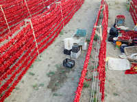 Farmers dry chili peppers in the sun in Bayingolin Mongolian Autonomous Prefecture, Xinjiang province, China, on August 27, 2024. (