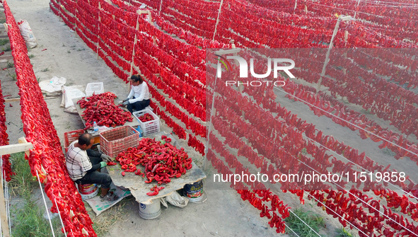 Farmers dry chili peppers in the sun in Bayingolin Mongolian Autonomous Prefecture, Xinjiang province, China, on August 27, 2024. 