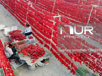 Farmers dry chili peppers in the sun in Bayingolin Mongolian Autonomous Prefecture, Xinjiang province, China, on August 27, 2024. (