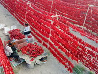 Farmers dry chili peppers in the sun in Bayingolin Mongolian Autonomous Prefecture, Xinjiang province, China, on August 27, 2024. (