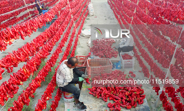 Farmers dry chili peppers in the sun in Bayingolin Mongolian Autonomous Prefecture, Xinjiang province, China, on August 27, 2024. 