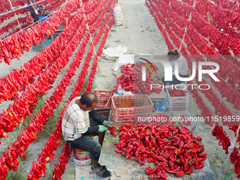 Farmers dry chili peppers in the sun in Bayingolin Mongolian Autonomous Prefecture, Xinjiang province, China, on August 27, 2024. (