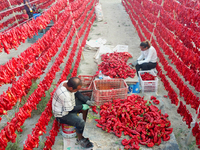 Farmers dry chili peppers in the sun in Bayingolin Mongolian Autonomous Prefecture, Xinjiang province, China, on August 27, 2024. (