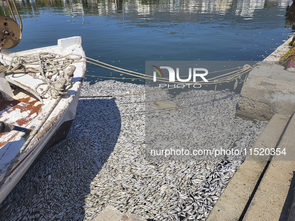 Ecological disaster in Greece with large amount of dead fish wash-up on the beach, shores, port of Volos city and the Pagasetic Gulf spreadi...