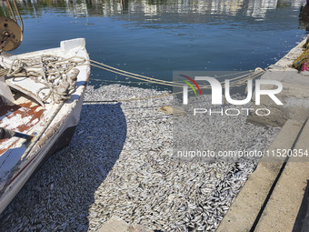 Ecological disaster in Greece with large amount of dead fish wash-up on the beach, shores, port of Volos city and the Pagasetic Gulf spreadi...