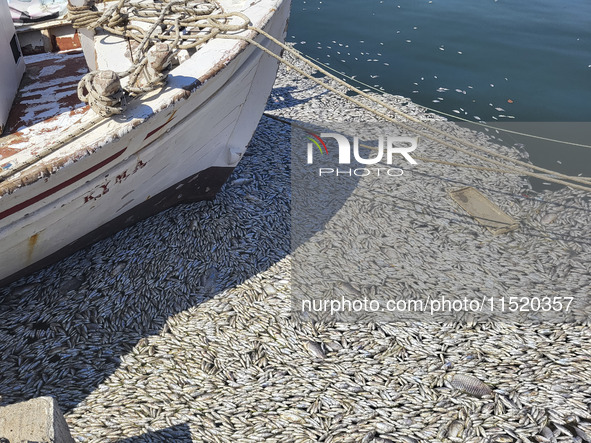 Ecological disaster in Greece with large amount of dead fish wash-up on the beach, shores, port of Volos city and the Pagasetic Gulf spreadi...